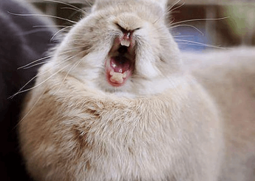 Особенности строения зубов и стоматологические проблемы у грызунов и кроликов