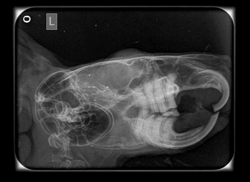 рентген челюсти кролика
