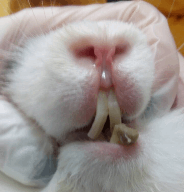 патология зубов кролика