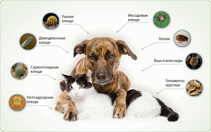 паразиты собак и котов