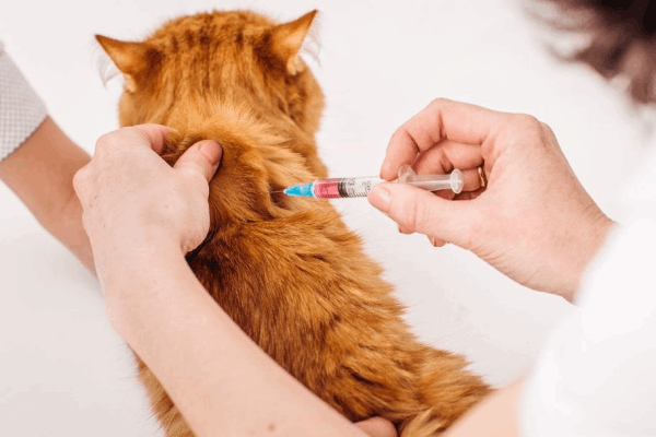 Вакцинация кошек в Гродно