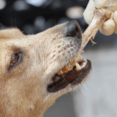 Полезны ли собакам кости?