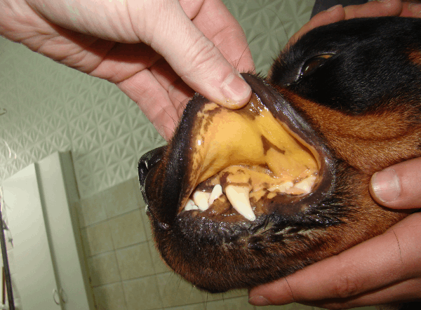 Желтушность слизистой оболочки собаки