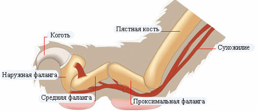 тендонэктомия
