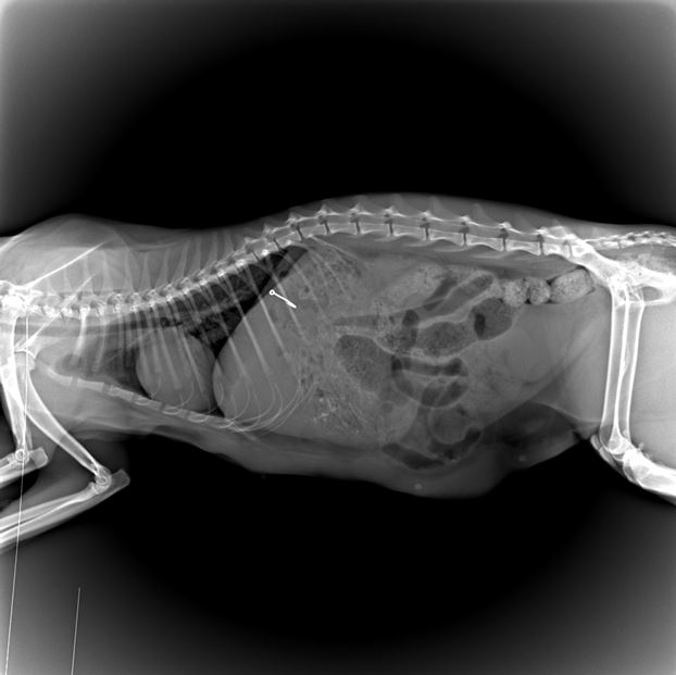 рентген кошки