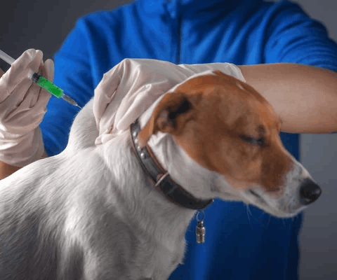 Вакцинация собак в Гродно